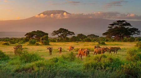 PN Amboseli