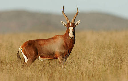 Blesbok - Antilope Africano