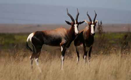 Bontebok: Damaliscus Pygargus