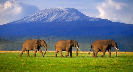 Elefantes a la sombra del Kilimanjaro