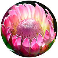 Protea