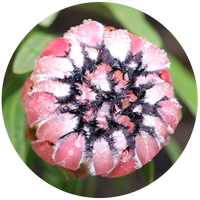Protea