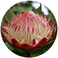 Protea