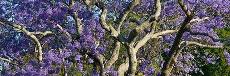 Jacarandas