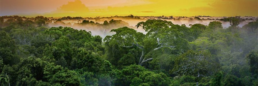 Brasil: El Pais del Amazonas