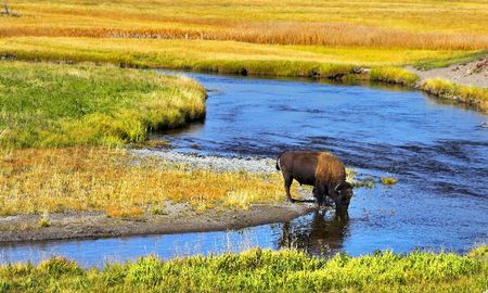 Parque Nacional de Lesse: Bisonte