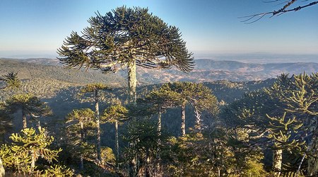 Araucarias en el PN Nahuelbuta