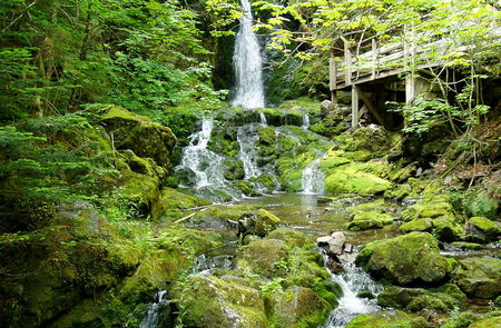 Gran río de salmones en el parque nacional fundy de Nueva