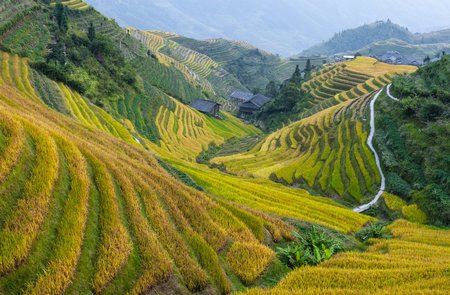 Guilin - Arrozales