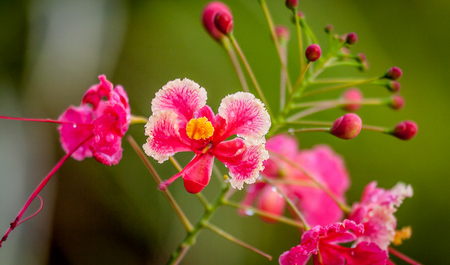 Flora de Costa Rica