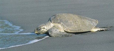 Tortuga. Parque Tortuguero