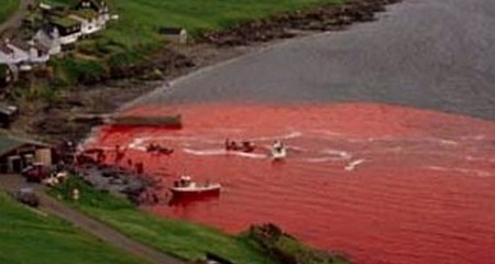 La caza de las ballenas en las Islas Feroe