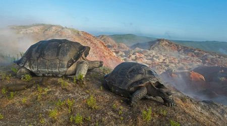 Islas Galapagos - Tortugas Marinas