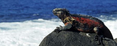 Galapagos: Iguana