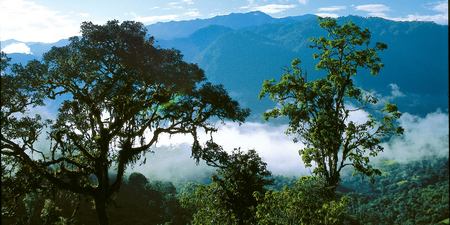 Parque Nacional Podocarpus