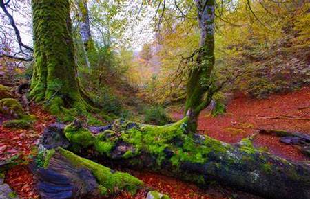 Selva de Irati