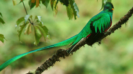 Quetzal: Emblema de Guatemala