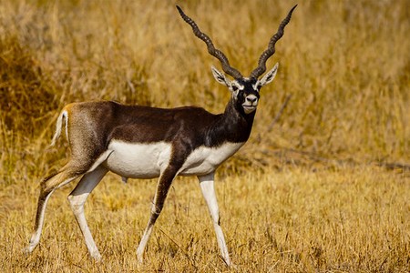 Antilope Cervicapra