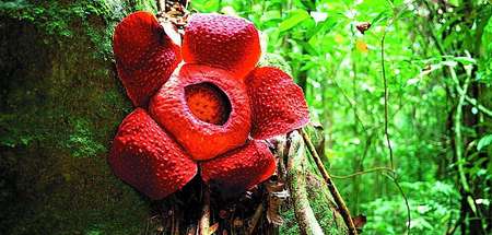 Rafflesia Arnoldi