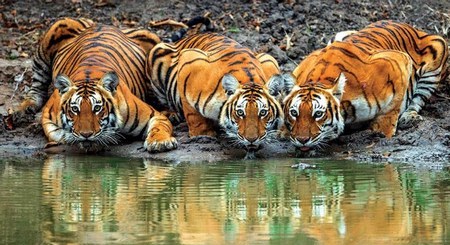 Tigres - India