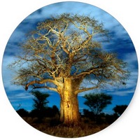 Baobabs: Simbolo de Madagascar