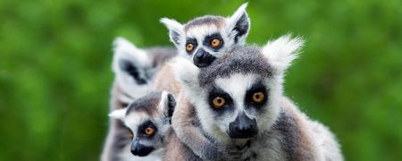 Madagascar: Lemures