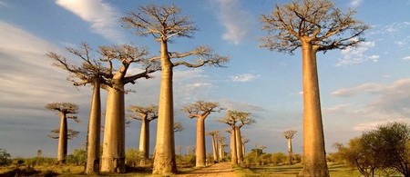 Avenida de los Baobabs