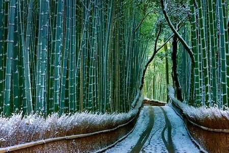 Bosque de Bambu de Arashiyama-Japon