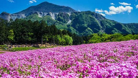 Chichibu: Parque Hitsujiyama, Hitsujiyama Kōen