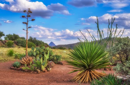 Desierto de Chihuahua