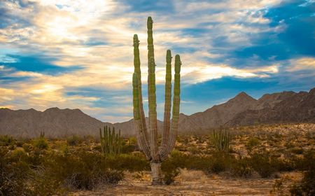 Valle de Los Gigantes