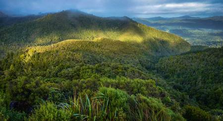 Coromandel National Forest