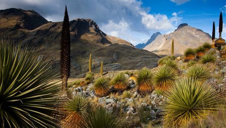 Puya Raimondi