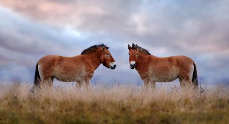 Caballos de Przewalski