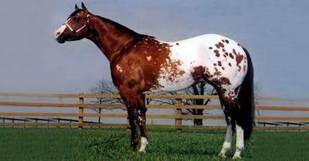 Appaloosa Horse