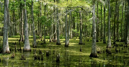 Bayou - Louisiana