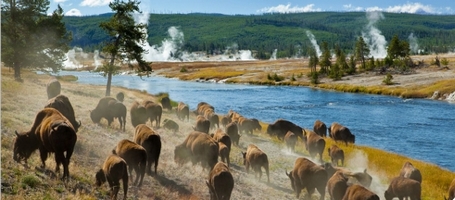 Bisontes en el Parque Yellowstone