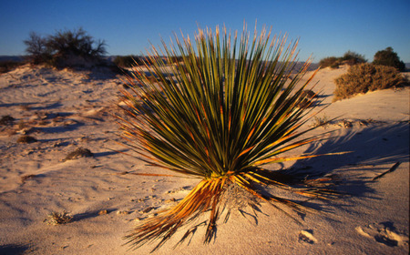 Desierto de Chihuahua