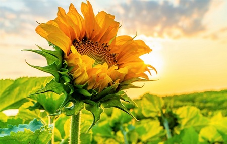 Girasol - Sunflower