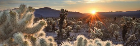 Joshua Tree