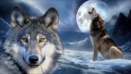 Lobo