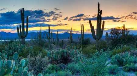 Saguaro National Park