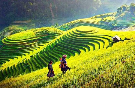 Vietnam: Arrozales