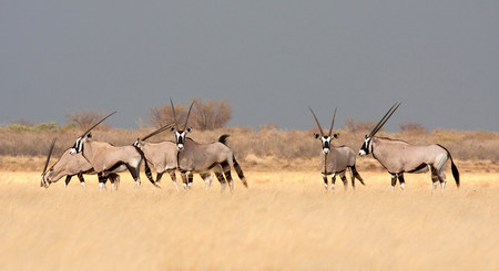 Botswana: Gemboks